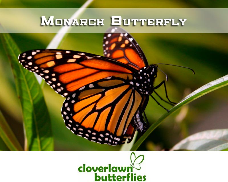 Monarch Butterfly - Buy Monarch Butterflies for butterfly release for weddings from Cloverlawn Butterflies
