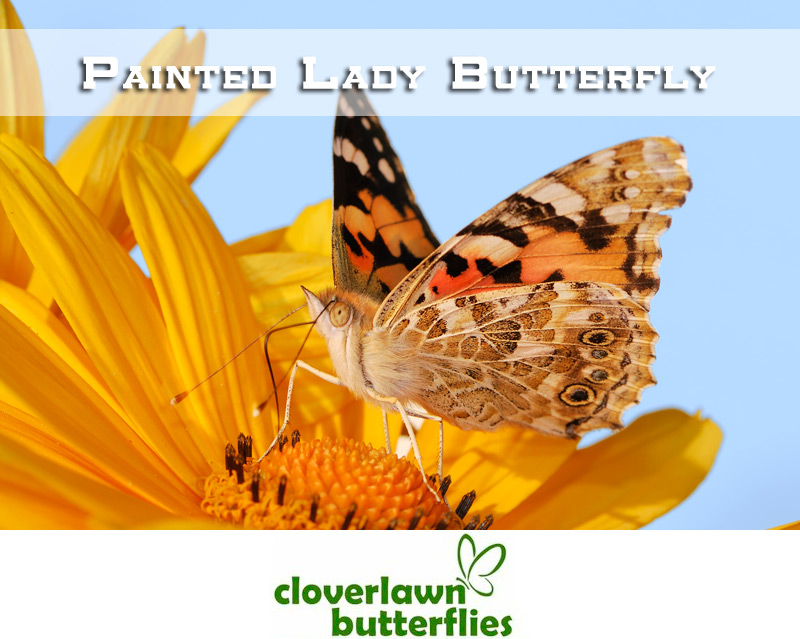 Learn all about the Painted Lady Butterfly including life cycle, facts and more from Cloverlawn Butterflies Butterfly Release Company