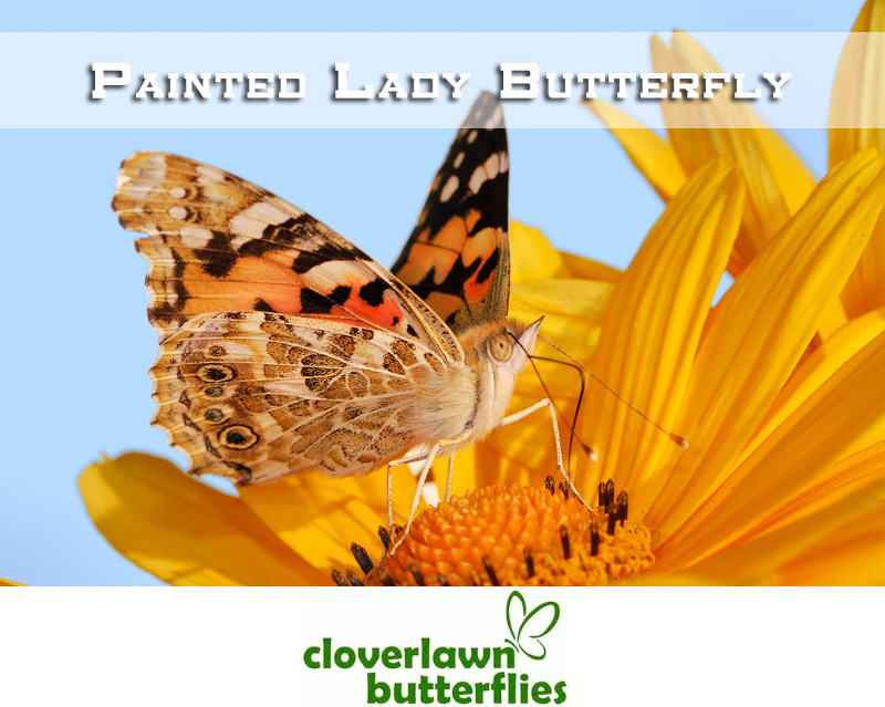 Learn all about the Painted Lady Butterfly including life cycle, facts and more from Cloverlawn Butterflies Butterfly Release Company