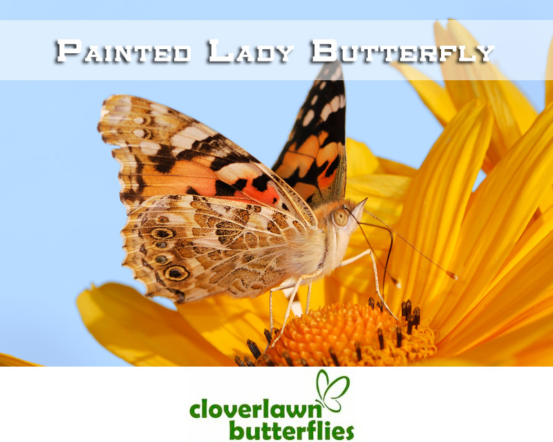 Painted Lady Butterfly - Buy Painted Lady Butterflies for a wedding butterfly release from Cloverlawn Butterflies