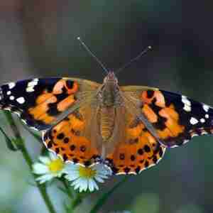 painted-lady-butterflies-for-release