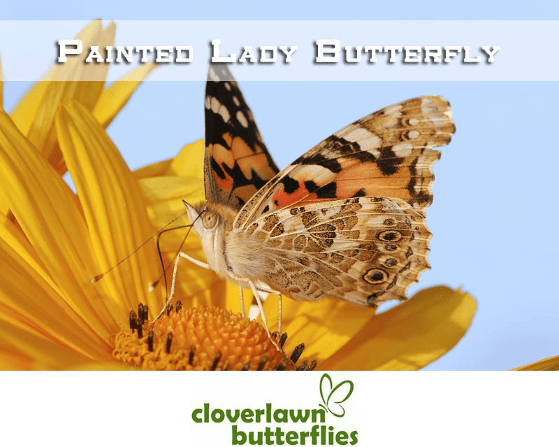 Painted Lady Butterflies - Buy Butterflies to release from Cloverlawn Butterflies
