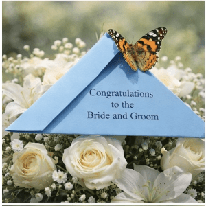 24 Painted Lady Butterflies Individual Release Envelopes