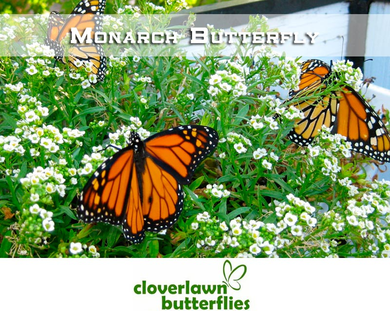 monarch flowers