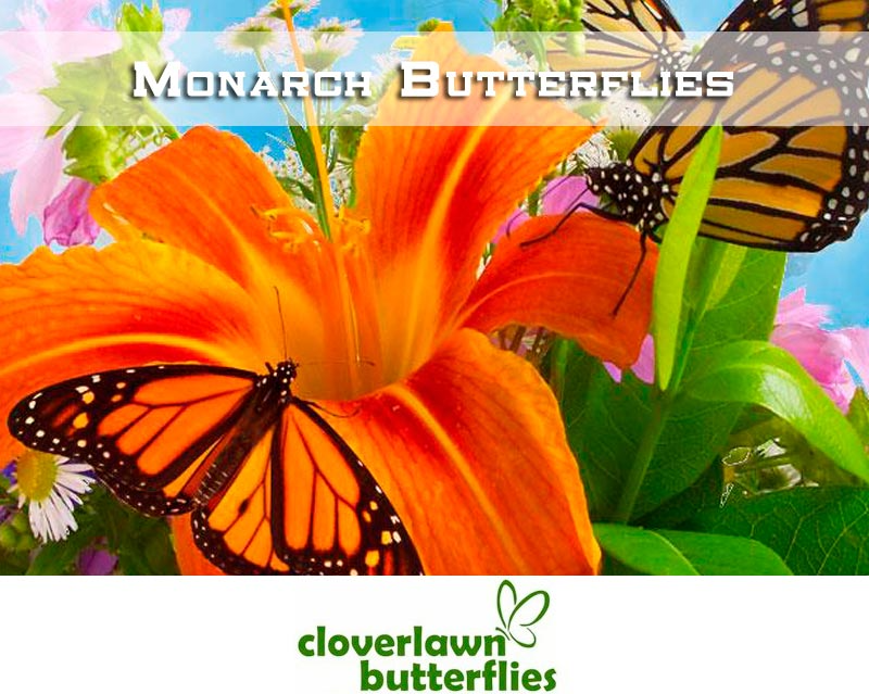 Painted Lady Butterflies - Buy Butterflies to release from Cloverlawn Butterflies