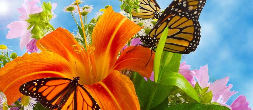 Live butterflies for release resting on orange flowers