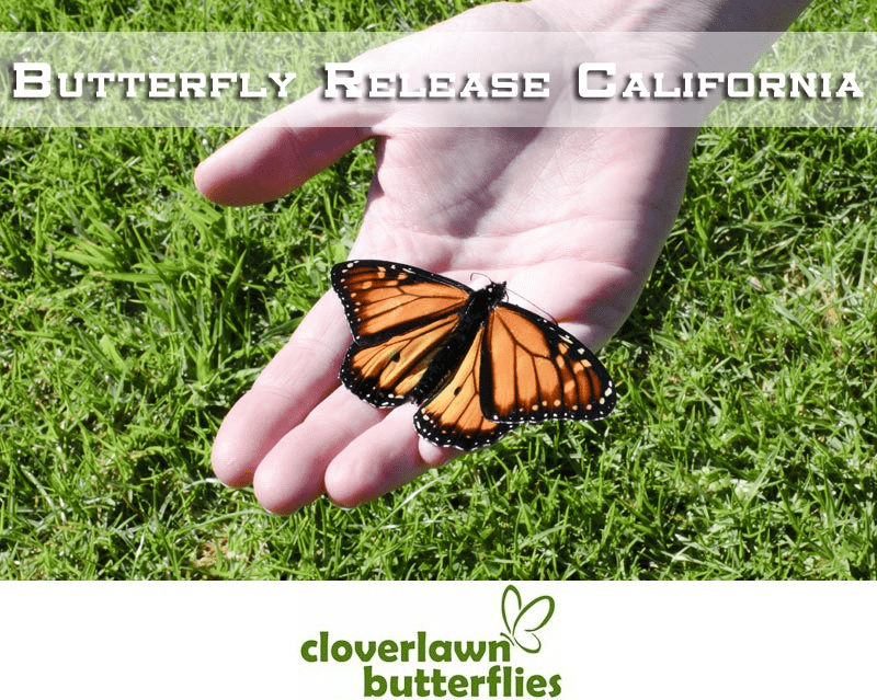 Butterfly Release California - Buy Butterflies to release in California