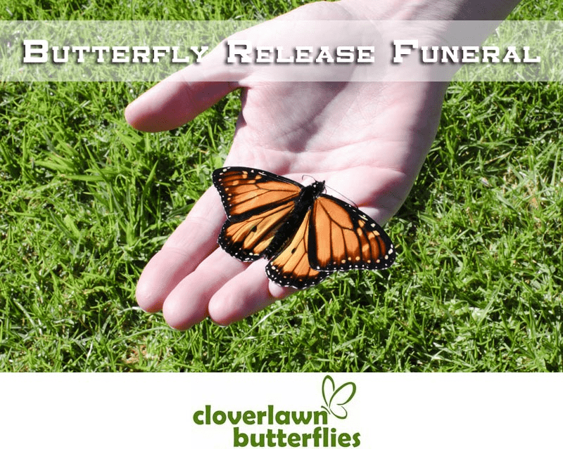 Butterfly Release Funeral - Buy Butterflies to release at funeral services