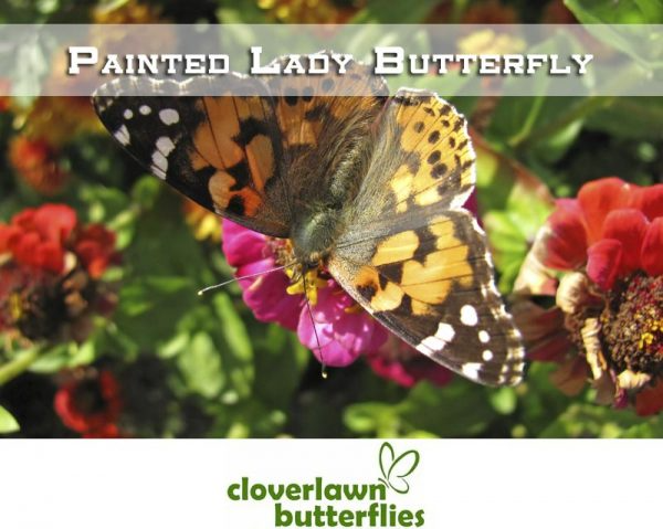 Close-up of a Painted Lady butterfly