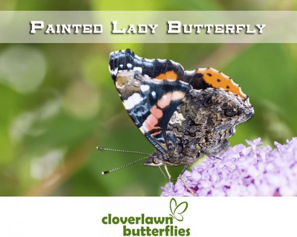Painted Lady butterfly perched on a cluster of purple blossoms
