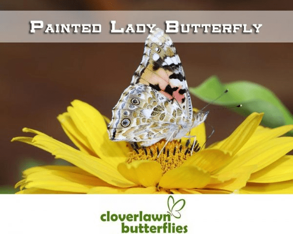 A Painted Lady butterfly perched on a bright yellow flower