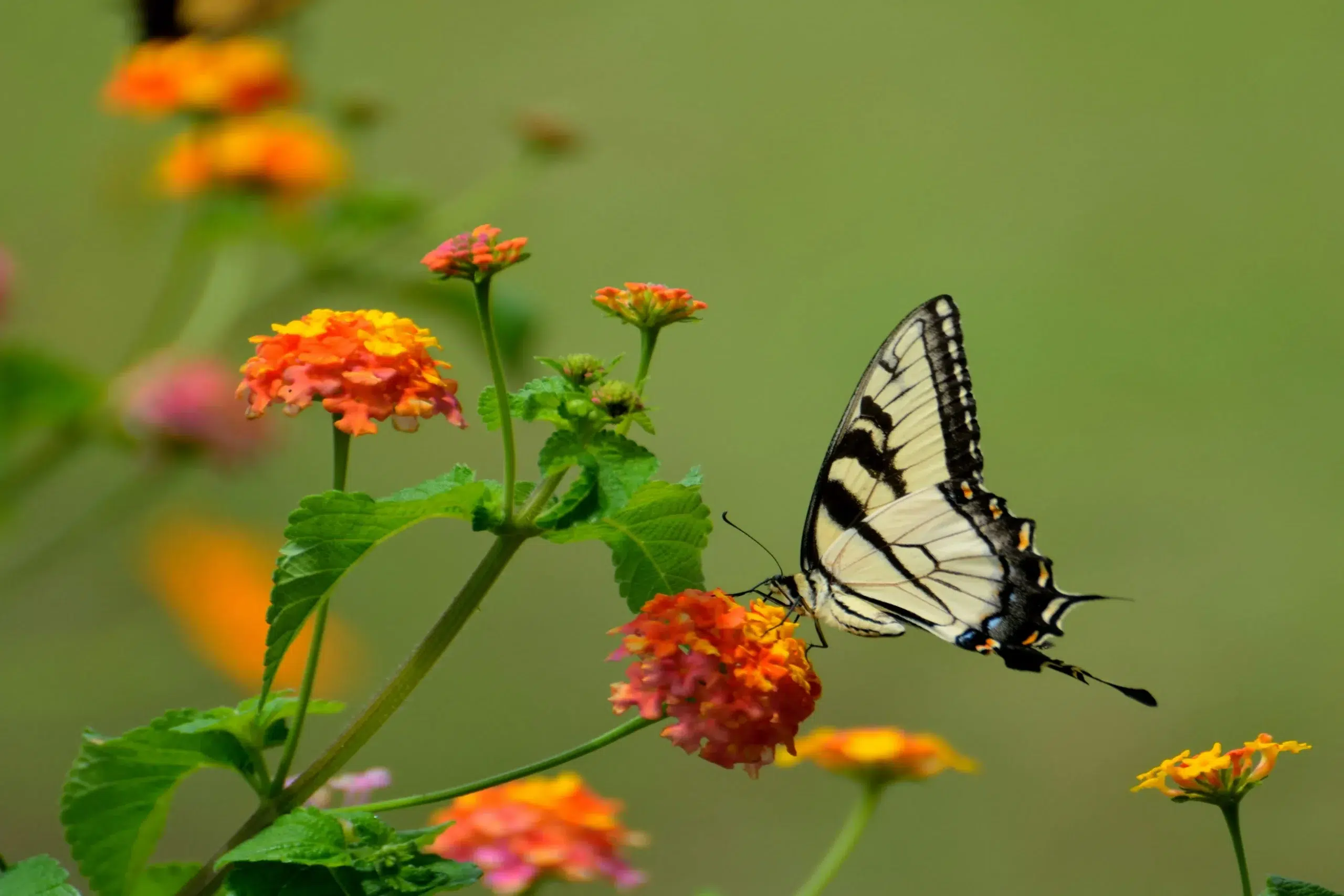 A Butterfly resting on orange flowers